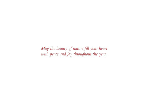 XMAS CARDS DOVES BIRCHES